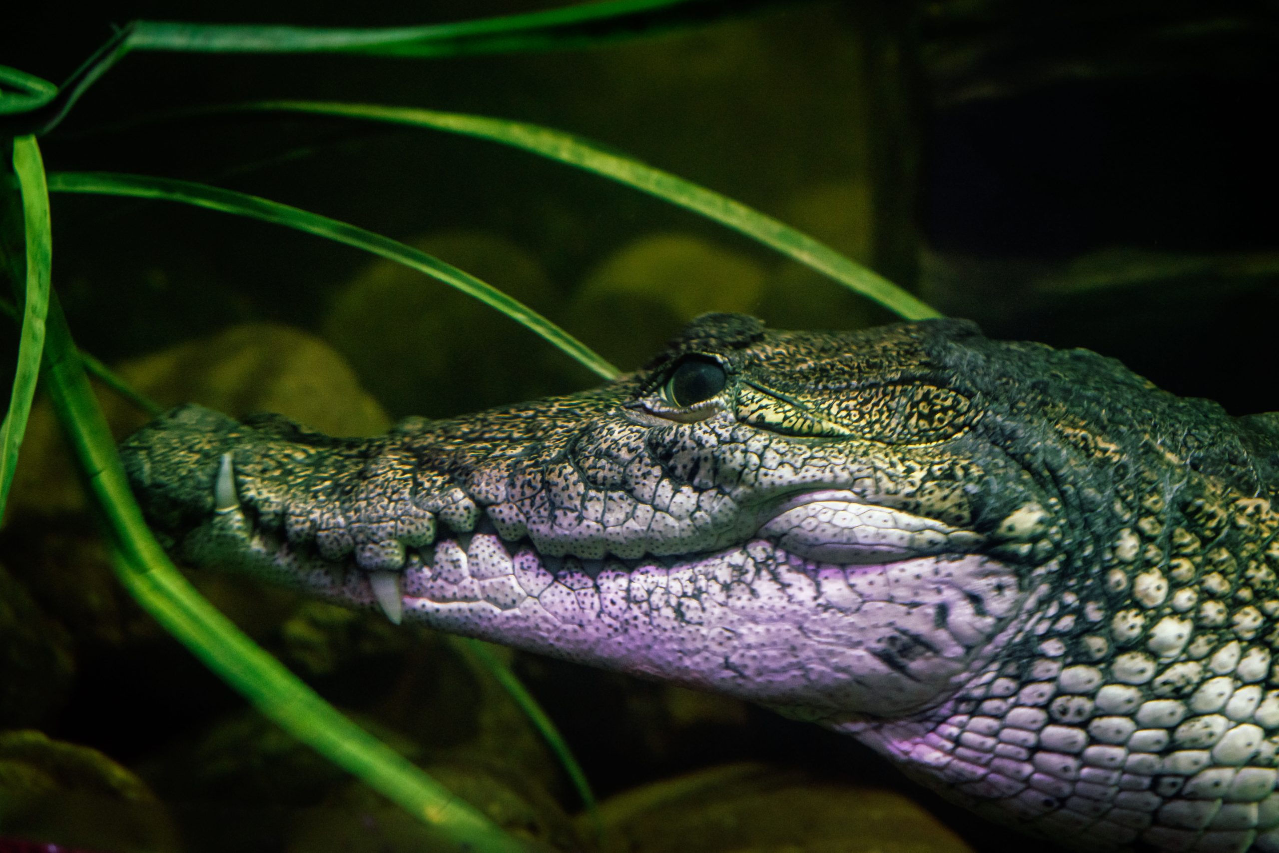 Paradise’s Peril: Tulum’s Reptilian Rebuke and Tourism’s Shifting Sands
