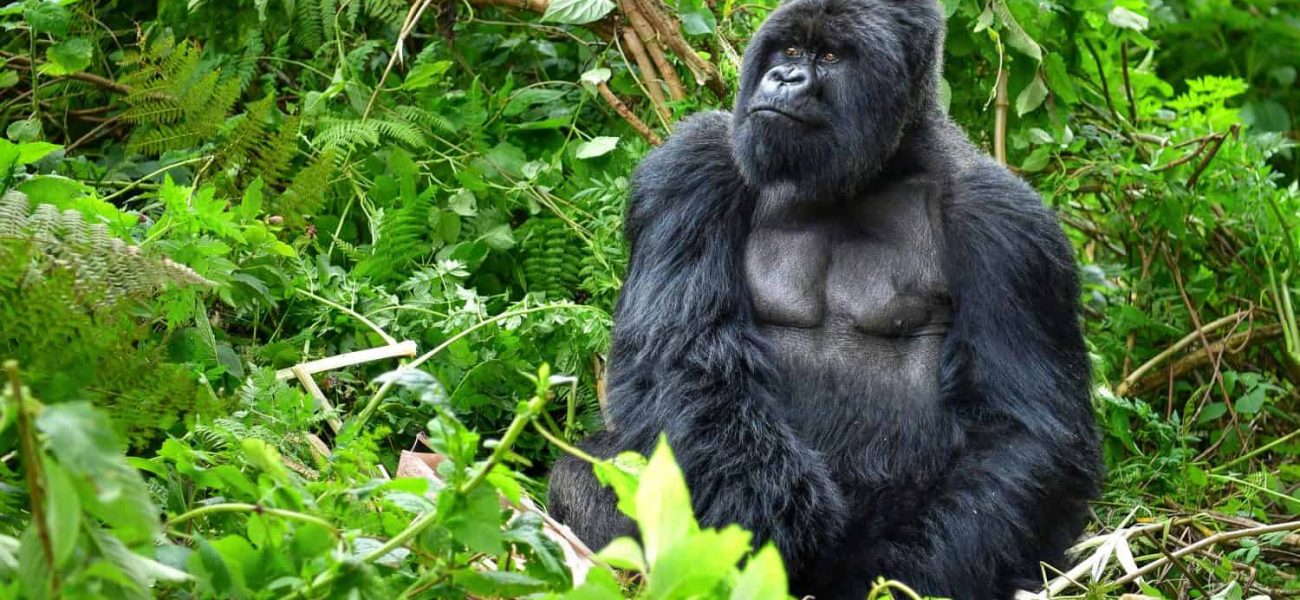 The Price of a Gaze: How Gorilla Tourism’s Ethical Tightrope Holds Africa’s Future, and What It Signals Globally The Price of a Gaze: How Gorilla Tourism’s Ethical Tightrope Holds Africa’s Future, and What It Signals Globally