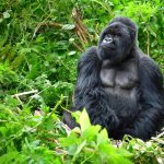 The Price of a Gaze: How Gorilla Tourism’s Ethical Tightrope Holds Africa’s Future, and What It Signals Globally The Price of a Gaze: How Gorilla Tourism’s Ethical Tightrope Holds Africa’s Future, and What It Signals Globally