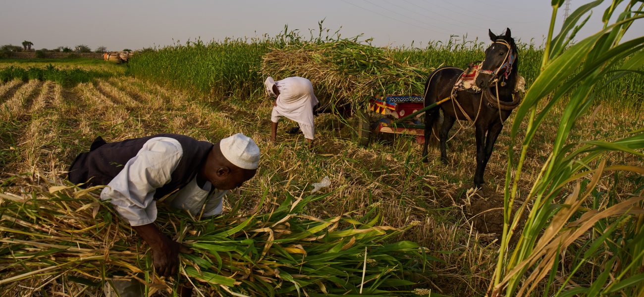 Silent Famines: Sudan’s Grain Basket Chokes as Conflict Devours Hope Silent Famines: Sudan’s Grain Basket Chokes as Conflict Devours Hope