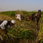 Silent Famines: Sudan’s Grain Basket Chokes as Conflict Devours Hope Silent Famines: Sudan’s Grain Basket Chokes as Conflict Devours Hope