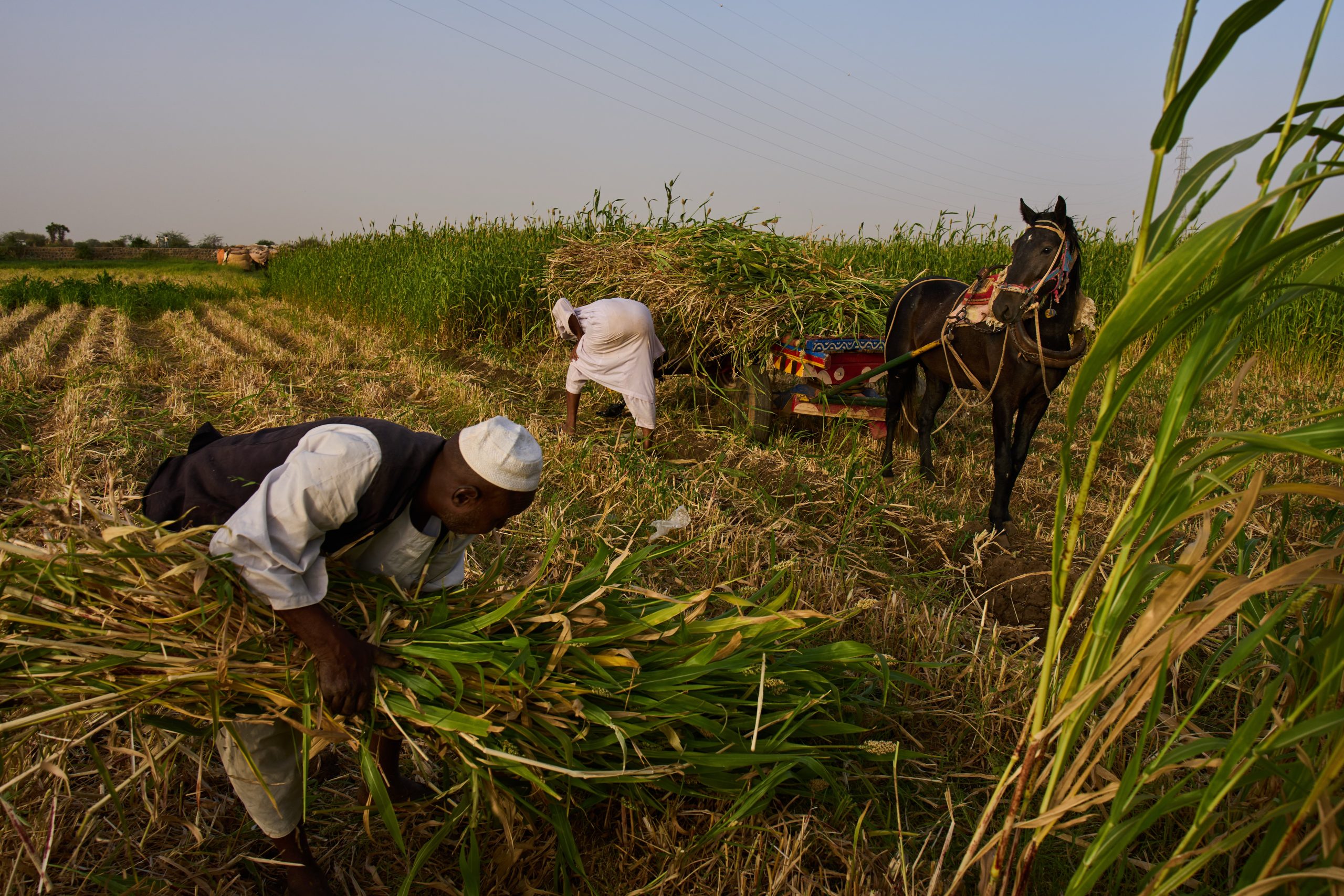 Silent Famines: Sudan’s Grain Basket Chokes as Conflict Devours Hope
