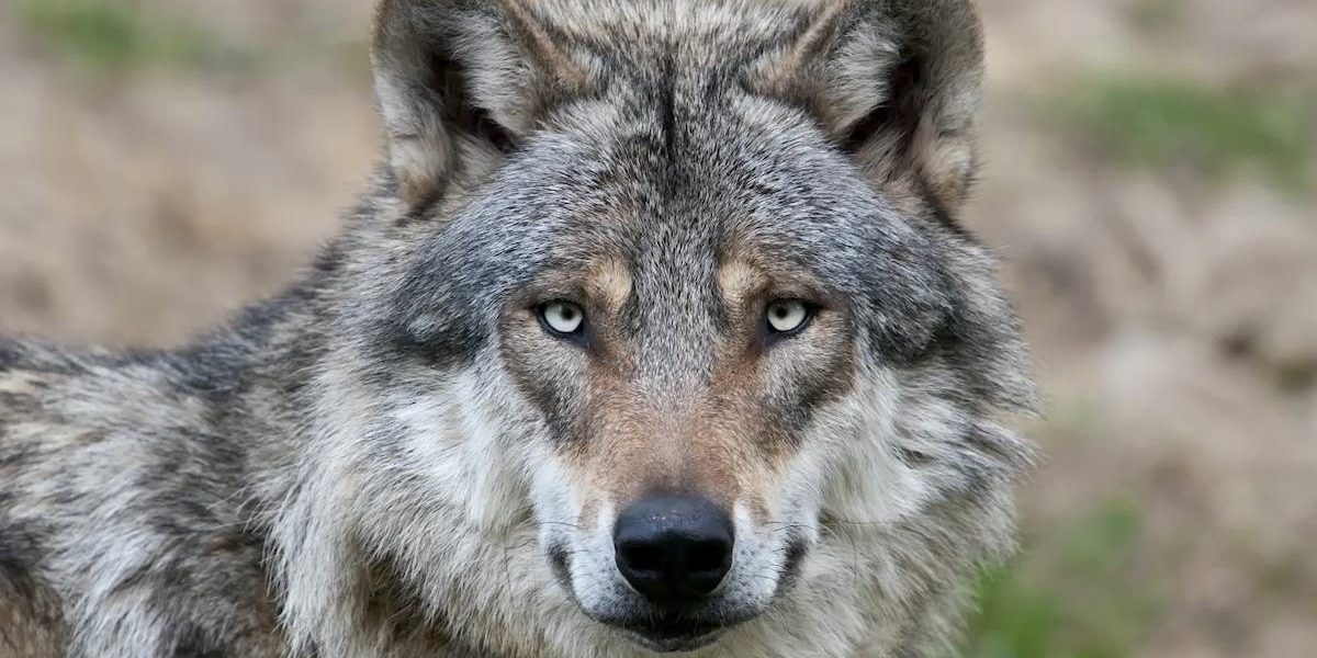 Italy’s Wild Heart Bleeds: The Silent Crisis of Hybrid Wolves Threatens an Icon Italy’s Wild Heart Bleeds: The Silent Crisis of Hybrid Wolves Threatens an Icon