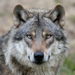 Italy’s Wild Heart Bleeds: The Silent Crisis of Hybrid Wolves Threatens an Icon Italy’s Wild Heart Bleeds: The Silent Crisis of Hybrid Wolves Threatens an Icon