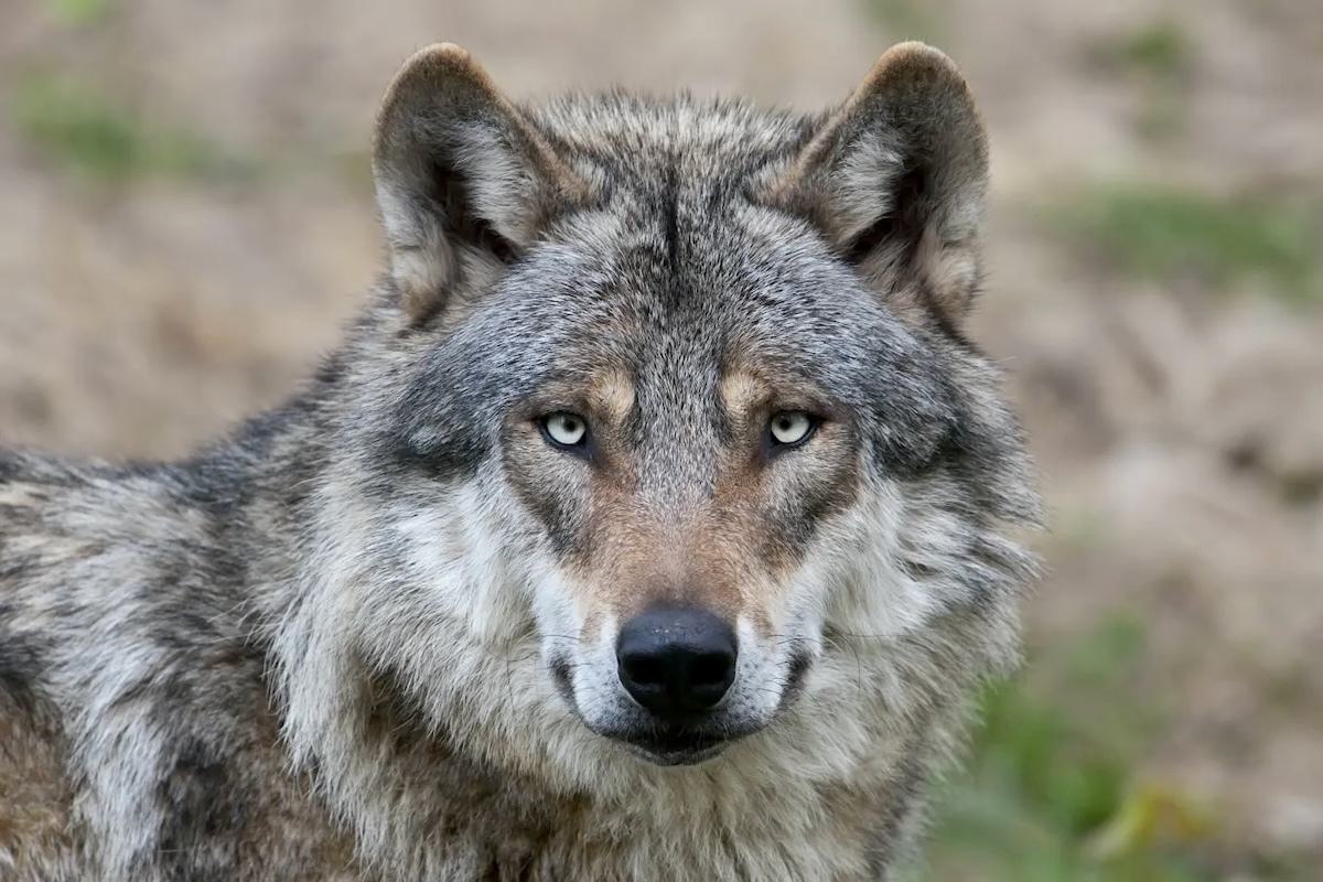 Italy’s Wild Heart Bleeds: The Silent Crisis of Hybrid Wolves Threatens an Icon