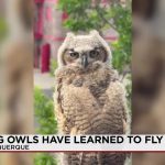 From Blazes to Brood: Albuquerque’s Fire Station Becomes Unlikely Avian Nursery, Signaling Deeper Urban Shifts From Blazes to Brood: Albuquerque’s Fire Station Becomes Unlikely Avian Nursery, Signaling Deeper Urban Shifts