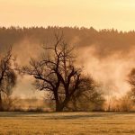 Germany’s Green Façade Cracks: Ancient Forests Succumb to Unrelenting Thirst Germany’s Green Façade Cracks: Ancient Forests Succumb to Unrelenting Thirst