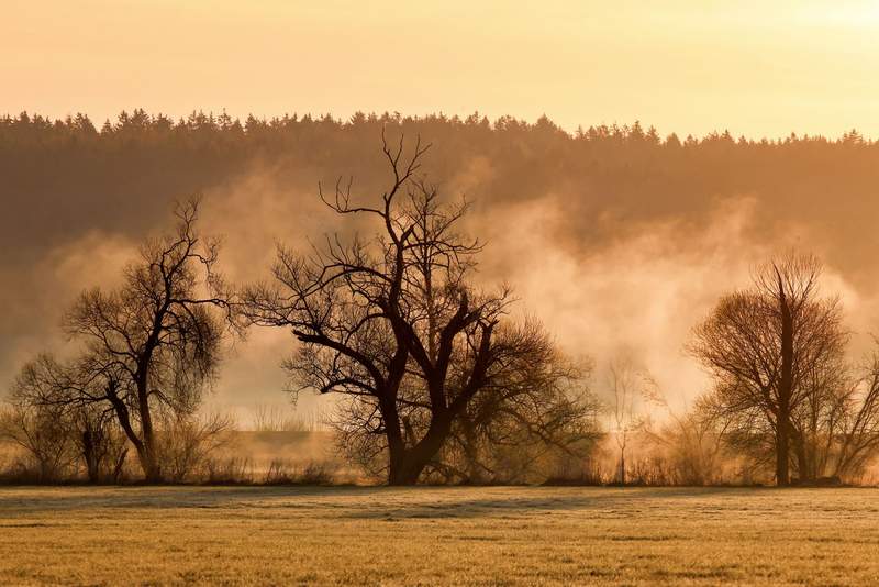 Germany’s Green Façade Cracks: Ancient Forests Succumb to Unrelenting Thirst Germany’s Green Façade Cracks: Ancient Forests Succumb to Unrelenting Thirst