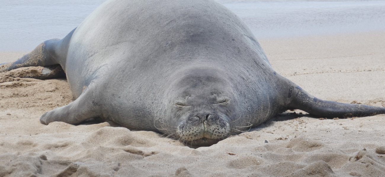 Digital Fury Erupts: Doxed Tourist and a Rock, a Seal, and Public Judgment Digital Fury Erupts: Doxed Tourist and a Rock, a Seal, and Public Judgment