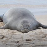 Digital Fury Erupts: Doxed Tourist and a Rock, a Seal, and Public Judgment Digital Fury Erupts: Doxed Tourist and a Rock, a Seal, and Public Judgment