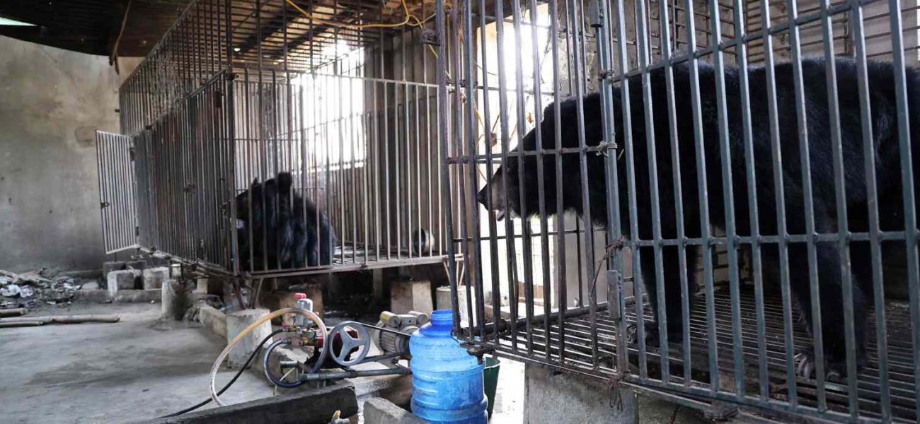 Caged Diplomacy: Two Rescued Bears, Global Scrutiny, and South Asia’s Shifting Narrative Caged Diplomacy: Two Rescued Bears, Global Scrutiny, and South Asia’s Shifting Narrative