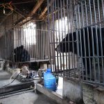 Caged Diplomacy: Two Rescued Bears, Global Scrutiny, and South Asia’s Shifting Narrative Caged Diplomacy: Two Rescued Bears, Global Scrutiny, and South Asia’s Shifting Narrative