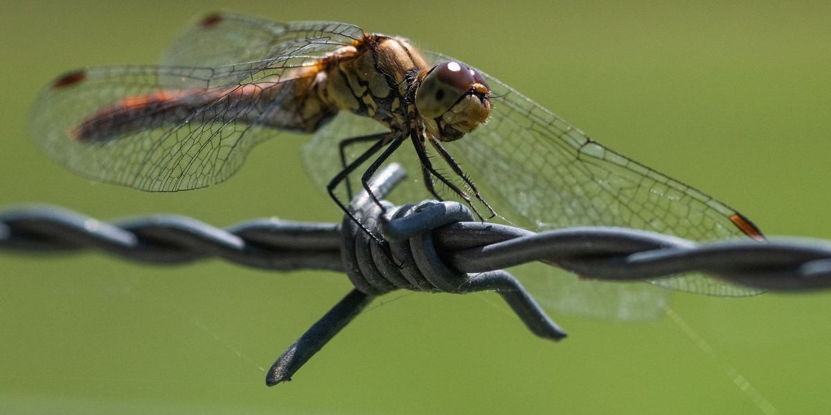 Silent Extinction: The Disappearance of a Tiny Wasp, A Colossal Omen for South Asia’s Future Silent Extinction: The Disappearance of a Tiny Wasp, A Colossal Omen for South Asia’s Future