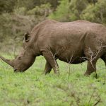 Shadows on the Safari: A Dream Derailed, South Africa Grapples with Tourist Killings Shadows on the Safari: A Dream Derailed, South Africa Grapples with Tourist Killings