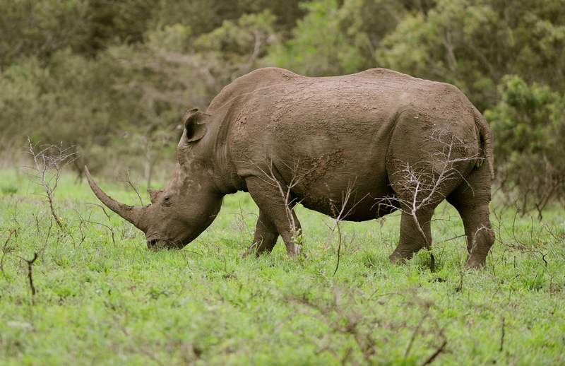 Shadows on the Safari: A Dream Derailed, South Africa Grapples with Tourist Killings Shadows on the Safari: A Dream Derailed, South Africa Grapples with Tourist Killings