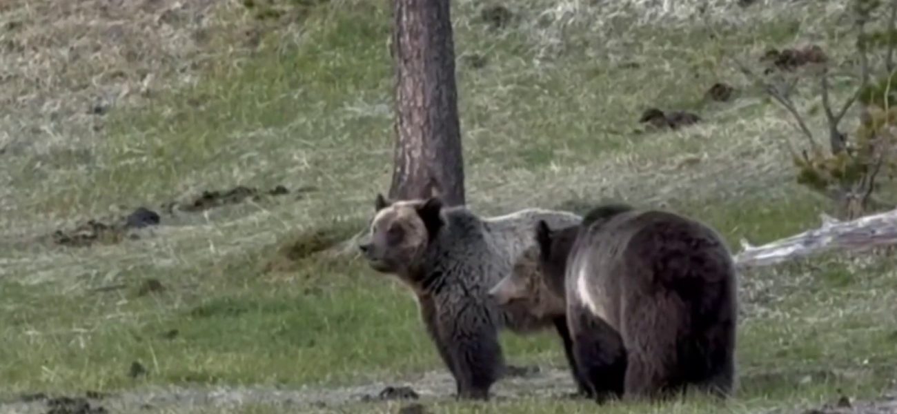 Wilderness’s Raw Edge: Fatal Bear Attack Jolts Glacier, Igniting Old Debates Wilderness’s Raw Edge: Fatal Bear Attack Jolts Glacier, Igniting Old Debates