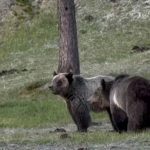Wilderness’s Raw Edge: Fatal Bear Attack Jolts Glacier, Igniting Old Debates Wilderness’s Raw Edge: Fatal Bear Attack Jolts Glacier, Igniting Old Debates