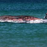 Denmark’s Vanishing Giant: A Humpback’s Tragic End Exposes Wider Oceanic Blight