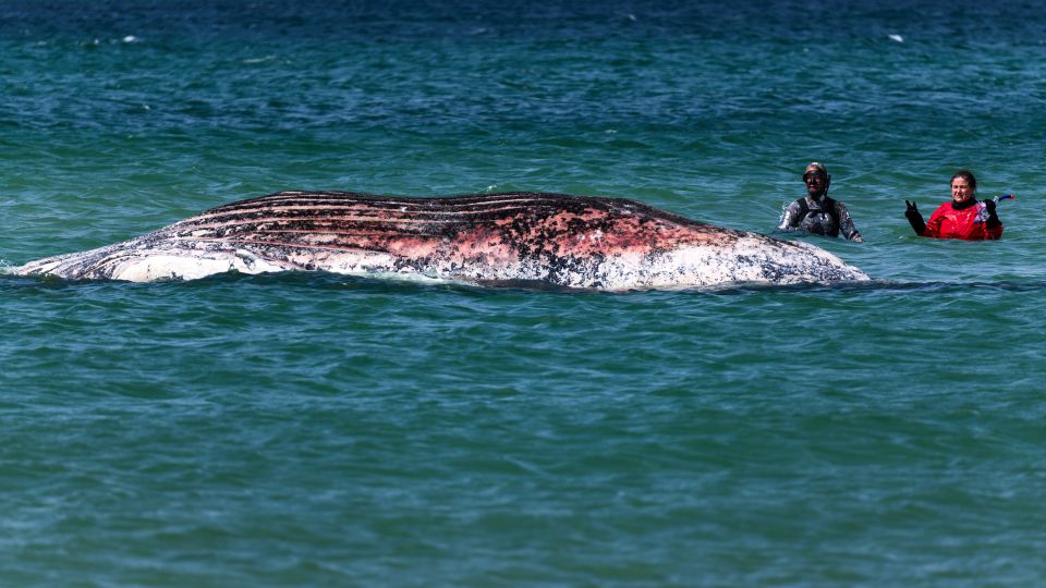 The Leviathan’s Lament: Danish Shores Echo a Deeper Oceanic Despair The Leviathan’s Lament: Danish Shores Echo a Deeper Oceanic Despair