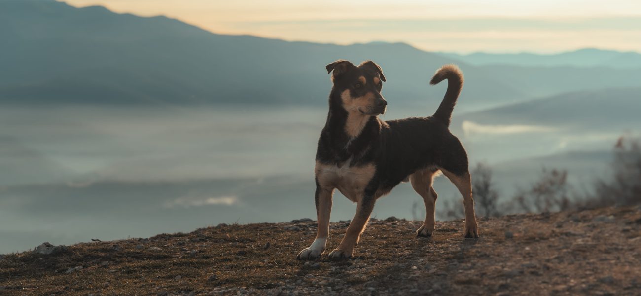 Isla Perdida’s Feral Dilemma: When Canine Crisis Exposes Political Rot Isla Perdida’s Feral Dilemma: When Canine Crisis Exposes Political Rot