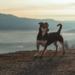 Isla Perdida’s Feral Dilemma: When Canine Crisis Exposes Political Rot
