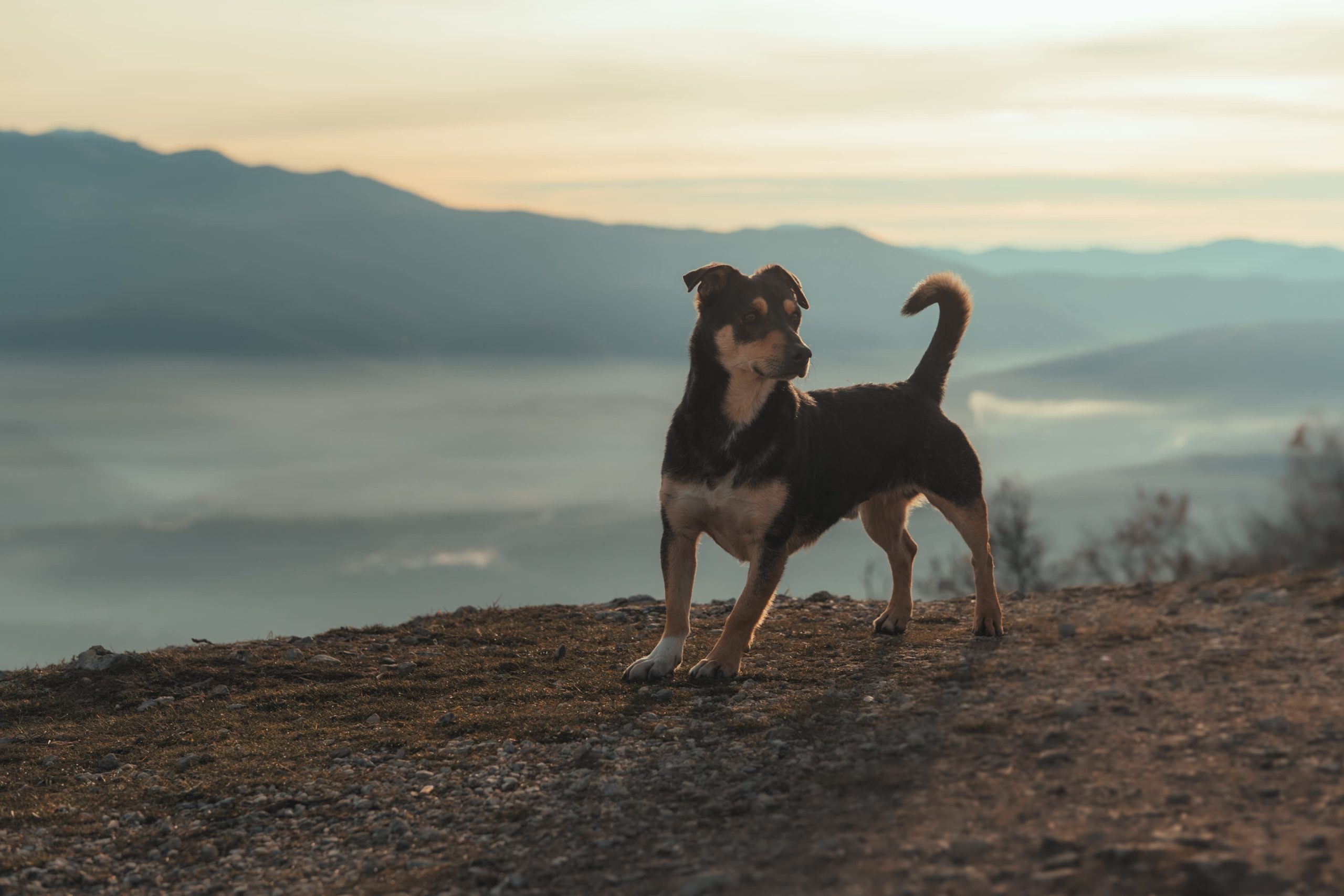 Isla Perdida’s Feral Dilemma: When Canine Crisis Exposes Political Rot Isla Perdida’s Feral Dilemma: When Canine Crisis Exposes Political Rot