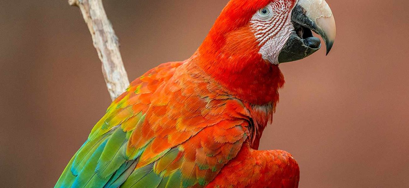 Return of the Macaw: Brazil’s Feathered Revival Tests a Global Reckoning Return of the Macaw: Brazil’s Feathered Revival Tests a Global Reckoning