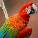 Return of the Macaw: Brazil’s Feathered Revival Tests a Global Reckoning Return of the Macaw: Brazil’s Feathered Revival Tests a Global Reckoning