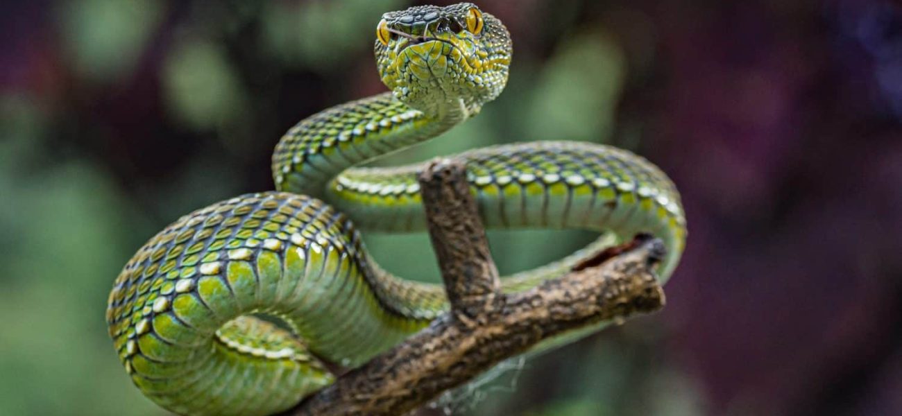 Sichuan’s Hidden Serpent: A Vibrant Viper Emerges, Exposing Humanity’s Blind Spots Amidst Ecological Peril Sichuan’s Hidden Serpent: A Vibrant Viper Emerges, Exposing Humanity’s Blind Spots Amidst Ecological Peril