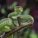 Sichuan’s Hidden Serpent: A Vibrant Viper Emerges, Exposing Humanity’s Blind Spots Amidst Ecological Peril Sichuan’s Hidden Serpent: A Vibrant Viper Emerges, Exposing Humanity’s Blind Spots Amidst Ecological Peril