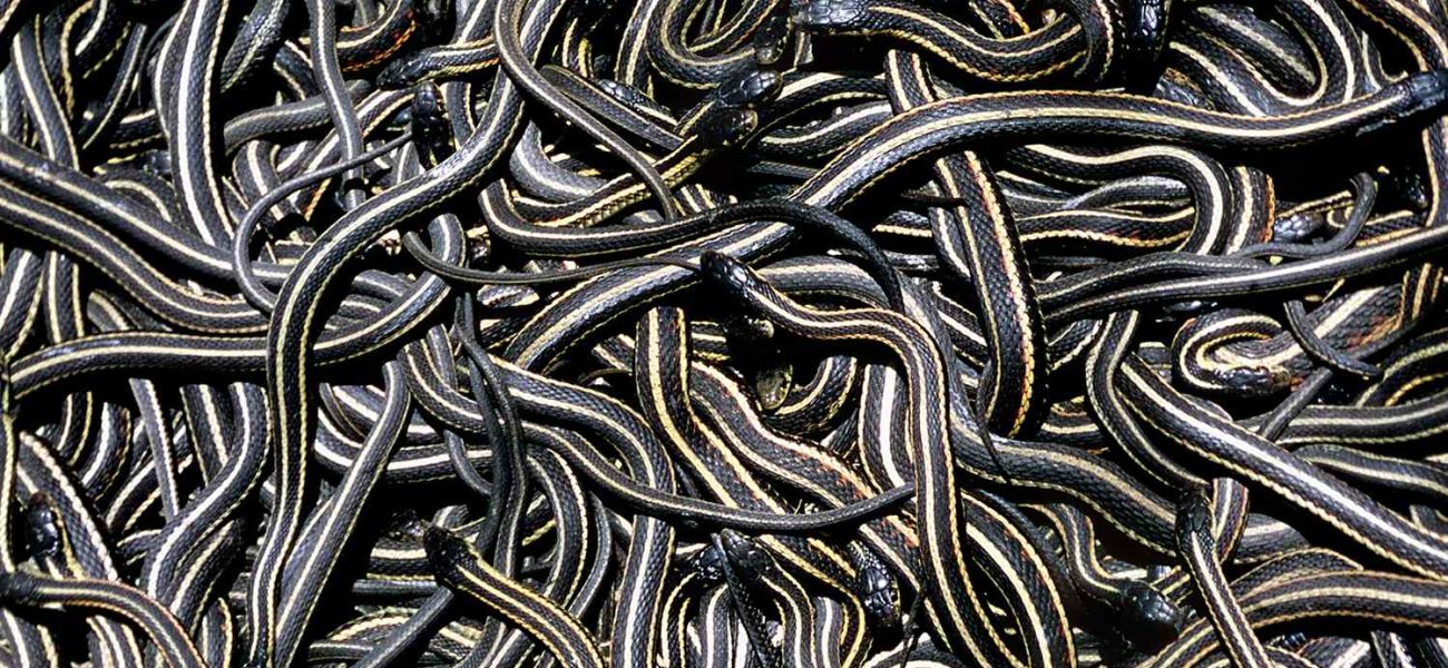 Coiled Controversy: Serpent Spectacle Sparks Ecotourism Boom, Ecological Debate Coiled Controversy: Serpent Spectacle Sparks Ecotourism Boom, Ecological Debate