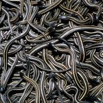 Coiled Controversy: Serpent Spectacle Sparks Ecotourism Boom, Ecological Debate Coiled Controversy: Serpent Spectacle Sparks Ecotourism Boom, Ecological Debate