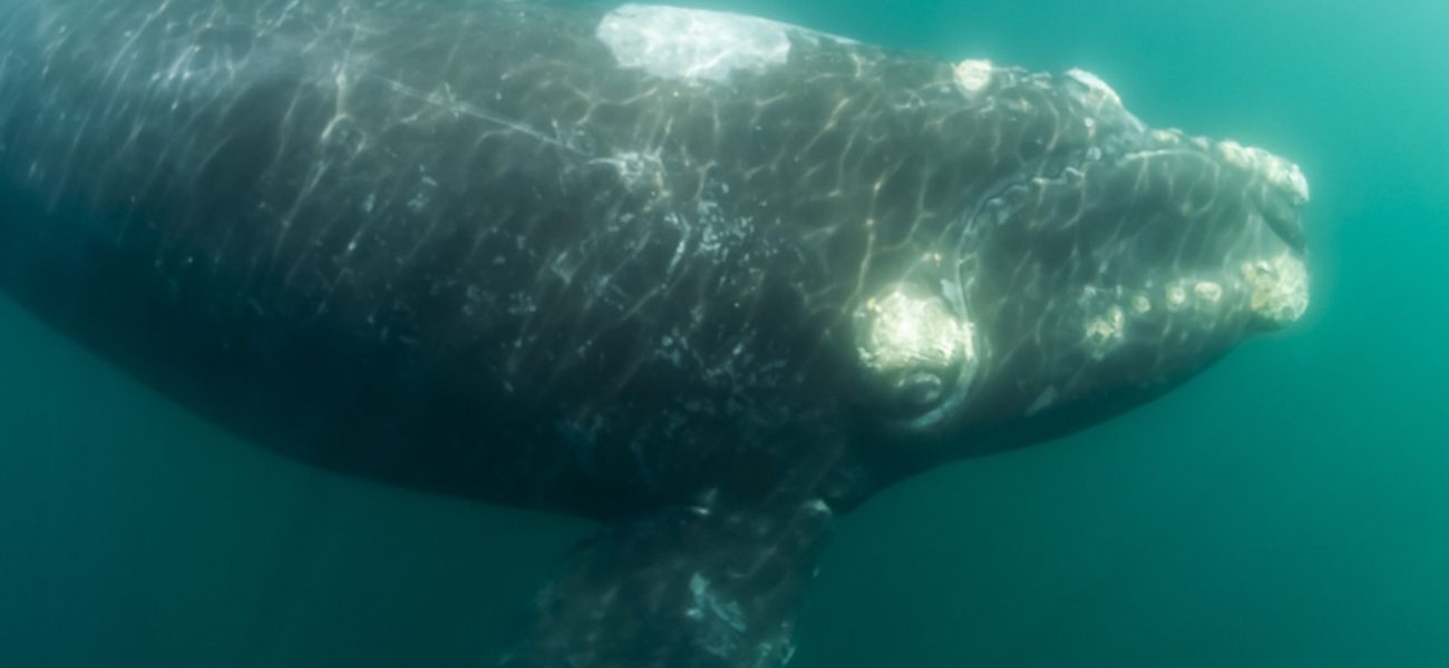 Echoes in the Deep: A Celebrated Whale’s Tragic Encore Leaves Questions Unanswered