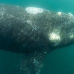 Echoes in the Deep: A Celebrated Whale’s Tragic Encore Leaves Questions Unanswered Echoes in the Deep: A Celebrated Whale’s Tragic Encore Leaves Questions Unanswered