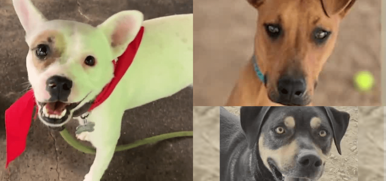 Beneath the Barks: Albuquerque’s Shelter Saga Unmasks Deeper Urban Strain Beneath the Barks: Albuquerque’s Shelter Saga Unmasks Deeper Urban Strain