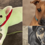 Beneath the Barks: Albuquerque’s Shelter Saga Unmasks Deeper Urban Strain