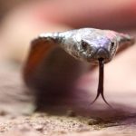 Venomous Shadow in Provence: French Town Gripped by Cobra’s Elusive Reign Venomous Shadow in Provence: French Town Gripped by Cobra’s Elusive Reign