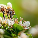 Australia’s Silent Exodus: Extreme Heat Collapses Wild Bee Populations, Threatening More Than Just Honey Australia’s Silent Exodus: Extreme Heat Collapses Wild Bee Populations, Threatening More Than Just Honey