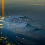 Silent Rebuff: Firm Deems Trump Reflecting Pool Plan ‘Unfeasible’, Echoing Global Infrastructure Woes Silent Rebuff: Firm Deems Trump Reflecting Pool Plan ‘Unfeasible’, Echoing Global Infrastructure Woes