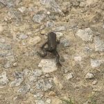 Amphibian Anarchy: Migrating Frogs Expose Deeper Rifts Between Routine and Wildness