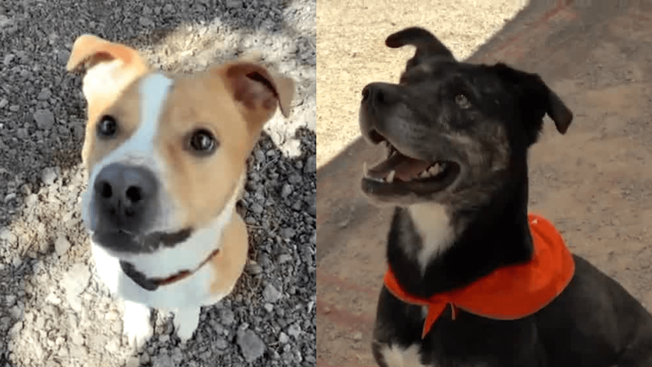 The Price of Loyalty: Unpacking America’s Furred Contingent, One Shelter at a Time The Price of Loyalty: Unpacking America’s Furred Contingent, One Shelter at a Time
