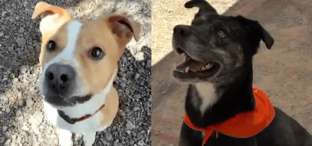 America’s Unseen Companions: How Local Shelters Confront a Shifting Economy of Affection America’s Unseen Companions: How Local Shelters Confront a Shifting Economy of Affection