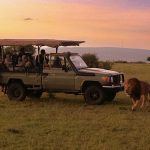 Golden Cages: Elite Safaris Spark Debate on Africa’s Prosperity and Predator Problem Golden Cages: Elite Safaris Spark Debate on Africa’s Prosperity and Predator Problem