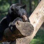 Frenzied Fauna: Bear’s Urban Jaunt Exposes Japan’s Wilderness Creep Frenzied Fauna: Bear’s Urban Jaunt Exposes Japan’s Wilderness Creep