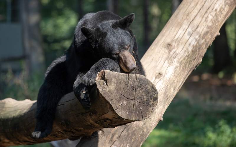 Frenzied Fauna: Bear’s Urban Jaunt Exposes Japan’s Wilderness Creep