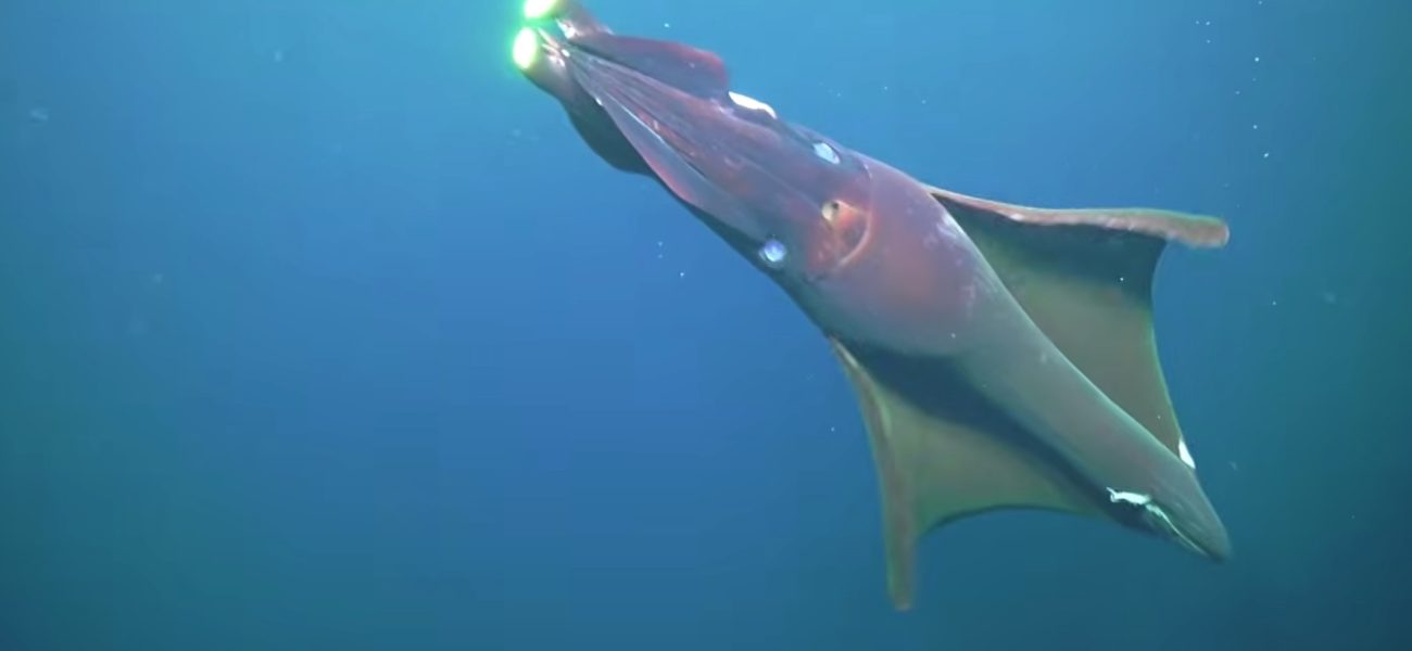 Deep Ocean’s New Ghosts: Australia Unearths a Liquid Frontier’s Stark Truths Deep Ocean’s New Ghosts: Australia Unearths a Liquid Frontier’s Stark Truths