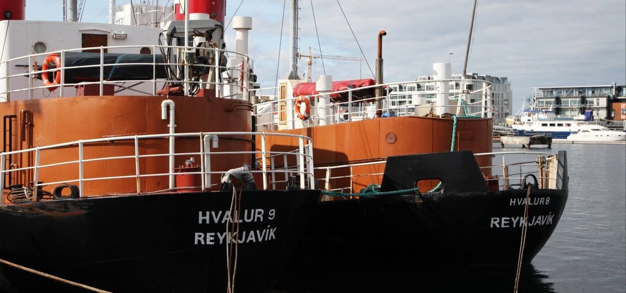 Iceland Resumes Whaling Operations Amidst Vigorous Protest Iceland Resumes Whaling Operations Amidst Vigorous Protest