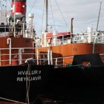 Iceland Resumes Whaling Operations Amidst Vigorous Protest