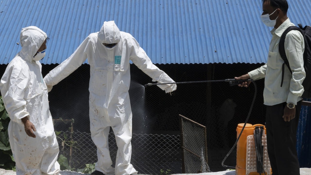 Nepal Intensifies Bird Flu Cull Amid Mounting Fears of Pandemic Potential