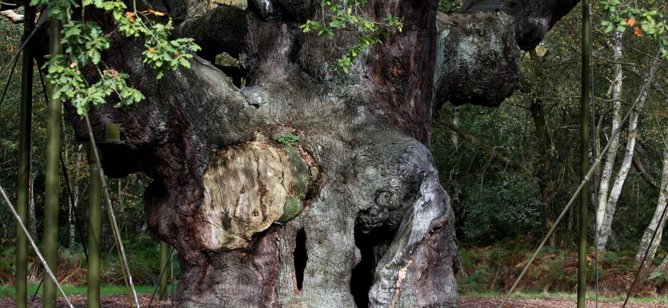 The End of an Epoch: Robin Hood’s Fabled Oak Crumbles, Echoing Global Heritage Peril
